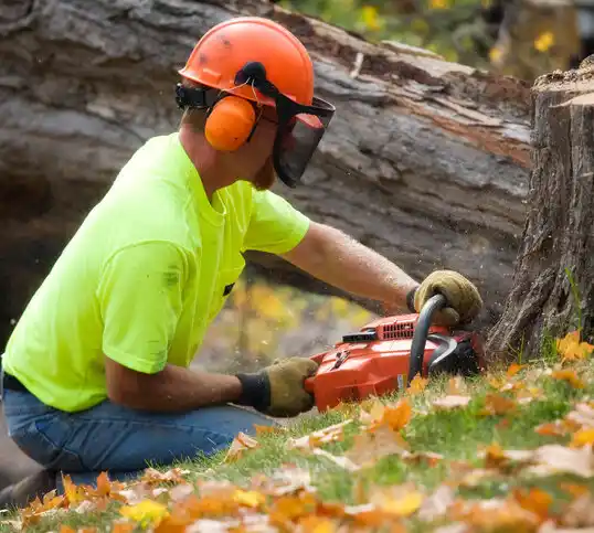 tree services Vancleave